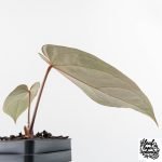 Anthurium Red Velvet Cake '24' x Dark & Handsome '9' by DocBlock®  (wk28-M) - Image 5