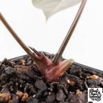 Anthurium Red Velvet Cake '24' x Dark & Handsome '9' by DocBlock®  (wk28-M) - Image 6