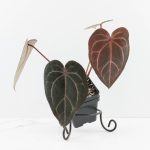 Anthurium Red Velvet Cake '24' x Home, Sweet Home '32' by DocBlock® (wk30-J) - Image 2