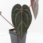 Anthurium Red Velvet Cake '24' x Home, Sweet Home '32' by DocBlock® (wk30-J) - Image 3
