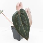 Anthurium Red Velvet Cake '24' x Home, Sweet Home '32' by DocBlock® (wk30-J) - Image 4