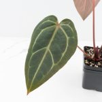 Anthurium Red Velvet Cake '24' x Home, Sweet Home '32' by DocBlock® (wk30-J) - Image 5