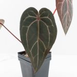 Anthurium Red Velvet Cake '24' x Home, Sweet Home '32' by DocBlock® (wk30-J) - Image 6
