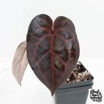 Anthurium Red Velvet Cake '24' x Home, Sweet Home '32' by DocBlock® (wk30-K)