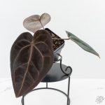 Anthurium Red Velvet Cake '24' x Red Velvet Cake '24' by DocBlock® (wk26-B) - Image 2