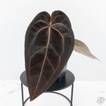 Anthurium Red Velvet Cake '24' x Red Velvet Cake '24' by DocBlock® (wk26-B)