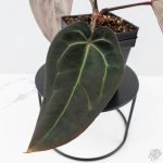 Anthurium Red Velvet Cake '24' x Red Velvet Cake '24' by DocBlock® (wk26-B) - Image 4