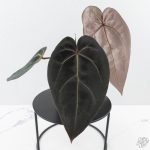 Anthurium Red Velvet Cake '24' x Red Velvet Cake '24' by DocBlock® (wk26-B) - Image 5