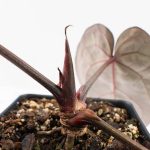 Anthurium Red Velvet Cake '24' x Red Velvet Cake '24' by DocBlock® (wk26-B) - Image 6