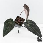 Anthurium Red Velvet Cake '24' x Red Velvet Cake '24' by DocBlock® (wk27-C) - Image 2