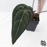 Anthurium Red Velvet Cake '24' x Red Velvet Cake '24' by DocBlock® (wk27-C) - Image 4