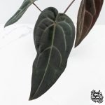Anthurium Red Velvet Cake '24' x Red Velvet Cake '24' by DocBlock® (wk27-C) - Image 5