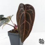 Anthurium Red Velvet Cake '24' x Red Velvet Cake '24' by DocBlock® (wk27-C)