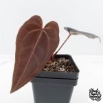 Anthurium Red Velvet Cake '24' x Red Velvet Cake '24' by DocBlock® (wk27-D)