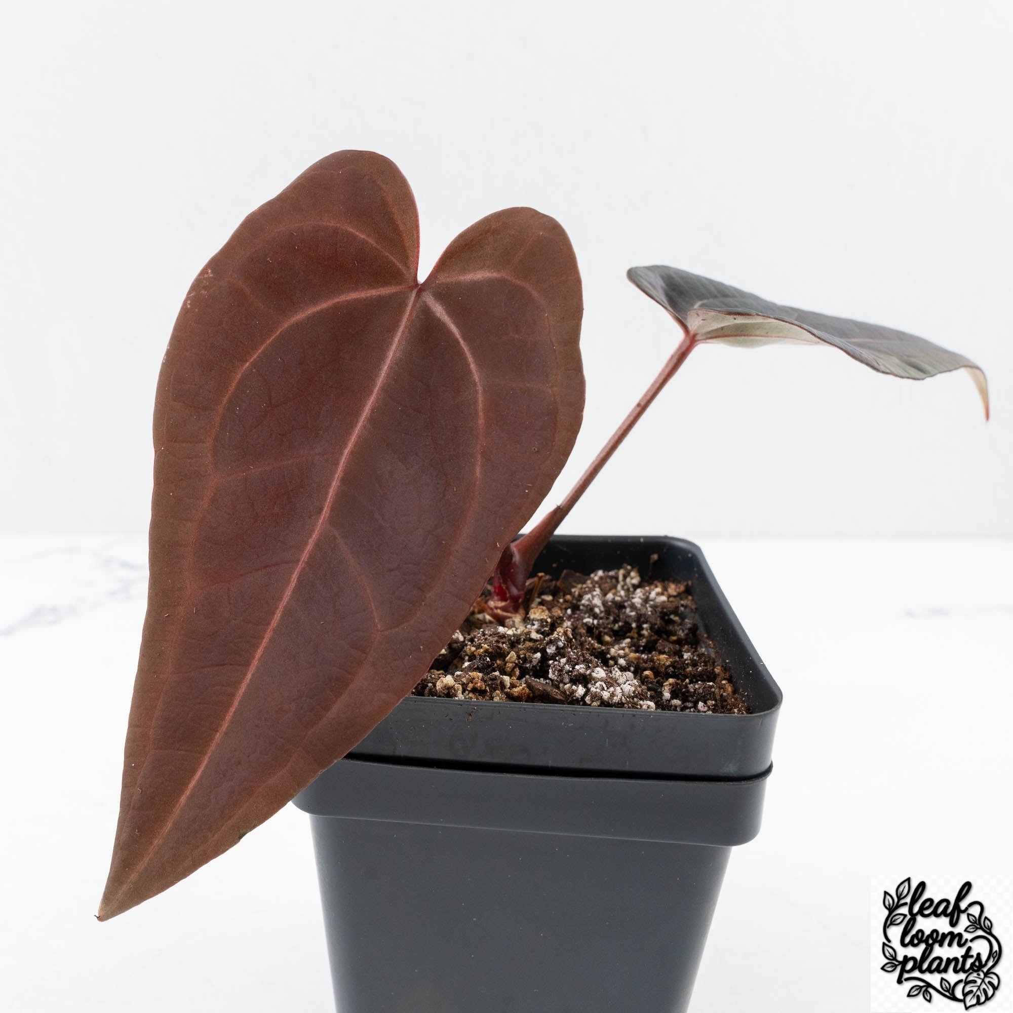 RedVelvetCake24xRedVelvetCake24-27D-3-2.jpg Clean Anthurium Red Velvet Cake '24' x Red Velvet Cake '24' by DocBlock® (wk27-D) - Image 1