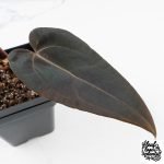 Anthurium Red Velvet Cake '24' x Red Velvet Cake '24' by DocBlock® (wk27-D) - Image 4