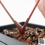 Anthurium Red Velvet Cake '24' x Red Velvet Cake '24' by DocBlock® (wk27-D) - Image 5