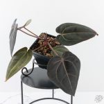 Anthurium Red Velvet Cake '24' x Red Velvet Cake '24' by DocBlock® (wk28-B) - Image 4