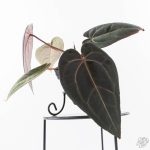 Anthurium Red Velvet Cake '24' x Red Velvet Cake '24' by DocBlock® (wk28-B) - Image 2
