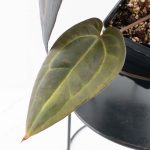 Anthurium Red Velvet Cake '24' x Red Velvet Cake '24' by DocBlock® (wk28-B) - Image 5