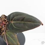 Anthurium Red Velvet Cake '24' x Red Velvet Cake '24' by DocBlock® (wk28-B) - Image 6