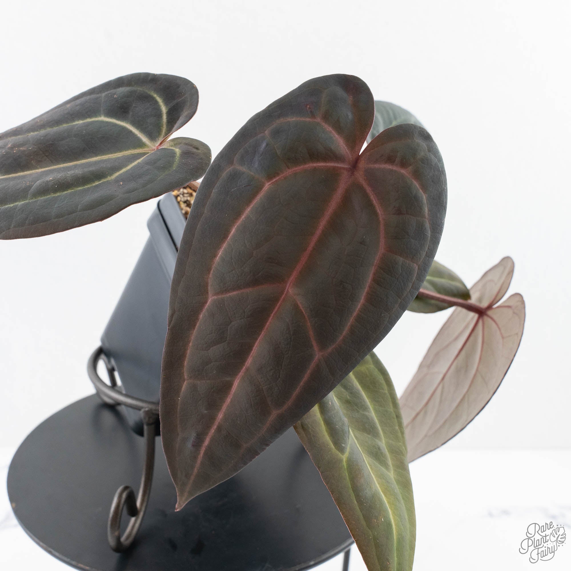 RedVelvetCake24xRedVelvetCake24-28B-6-1.jpg Anthurium Red Velvet Cake '24' x Red Velvet Cake '24' by DocBlock® (wk28-B) - Image 1