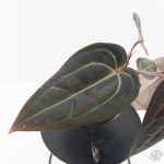 Anthurium Red Velvet Cake '24' x Red Velvet Cake '24' by DocBlock® (wk28-B) - Image 7