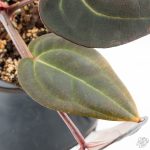Anthurium Red Velvet Cake '24' x Red Velvet Cake '24' by DocBlock® (wk28-B) - Image 8
