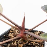 Anthurium Red Velvet Cake '24' x Red Velvet Cake '24' by DocBlock® (wk28-B) - Image 9