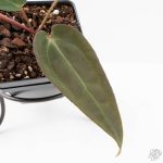 Anthurium Red Velvet Cake '24' x Red Velvet Cake '24' by DocBlock® (wk29-J) - Image 4