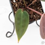 Anthurium Red Velvet Cake '24' x Red Velvet Cake '24' by DocBlock® (wk29-J) - Image 5