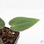 Anthurium Red Velvet Cake '24' x Red Velvet Cake '24' by DocBlock® (wk29-J) - Image 7