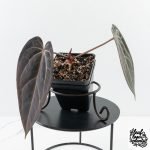 Anthurium Red Velvet Cake '24' x Red Velvet Cake '24' by DocBlock® (wk30-L) - Image 3