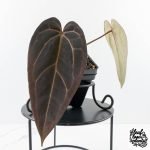 Anthurium Red Velvet Cake '24' x Red Velvet Cake '24' by DocBlock® (wk30-L)