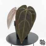 Anthurium Red Velvet Cake '24' x Red Velvet Cake '24' by DocBlock® (wk30-L) - Image 4
