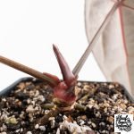 Anthurium Red Velvet Cake '24' x Red Velvet Cake '24' by DocBlock® (wk30-L) - Image 5