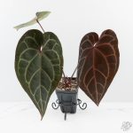 Variegated Anthurium Red Velvet Cake '24' x Zara '29' by DocBlock® (wk26-E) - Image 2
