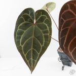 Variegated Anthurium Red Velvet Cake '24' x Zara '29' by DocBlock® (wk26-E) - Image 4