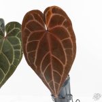 Variegated Anthurium Red Velvet Cake '24' x Zara '29' by DocBlock® (wk26-E)