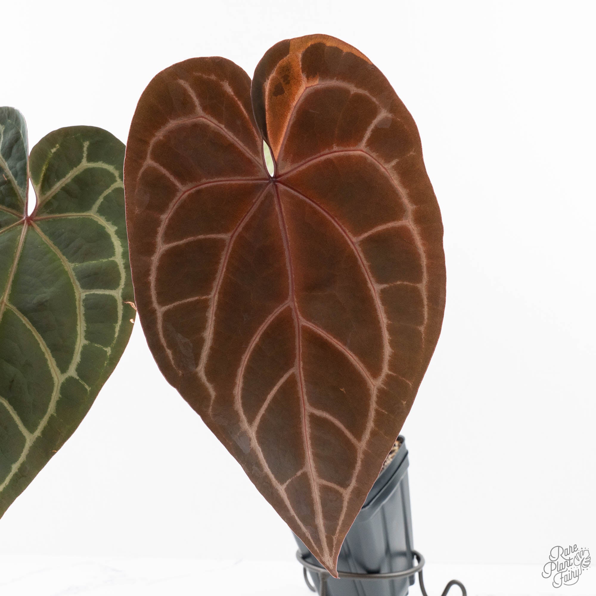 RedVelvetCake24xZara29-26E-4-2.jpg Variegated Anthurium Red Velvet Cake '24' x Zara '29' by DocBlock® (wk26-E) - Image 1
