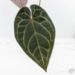 Variegated Anthurium Red Velvet Cake '24' x Zara '29' by DocBlock® (wk26-E) - Image 5