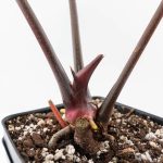 Variegated Anthurium Red Velvet Cake '24' x Zara '29' by DocBlock® (wk26-E) - Image 6