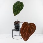 Anthurium Red Velvet Cake '24' x Zara '29' by DocBlock® (wk30-I) - Image 2