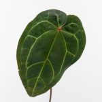 Anthurium Red Velvet Cake '24' x Zara '29' by DocBlock® (wk30-I) - Image 4
