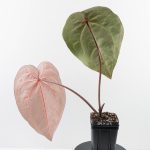 Anthurium Red Velvet Cake '24' x Zara '29' by DocBlock® (wk30-I) - Image 5