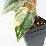 Scindapsus Pictus 'Apolaki' Variegated (wk26-C) - Image 4