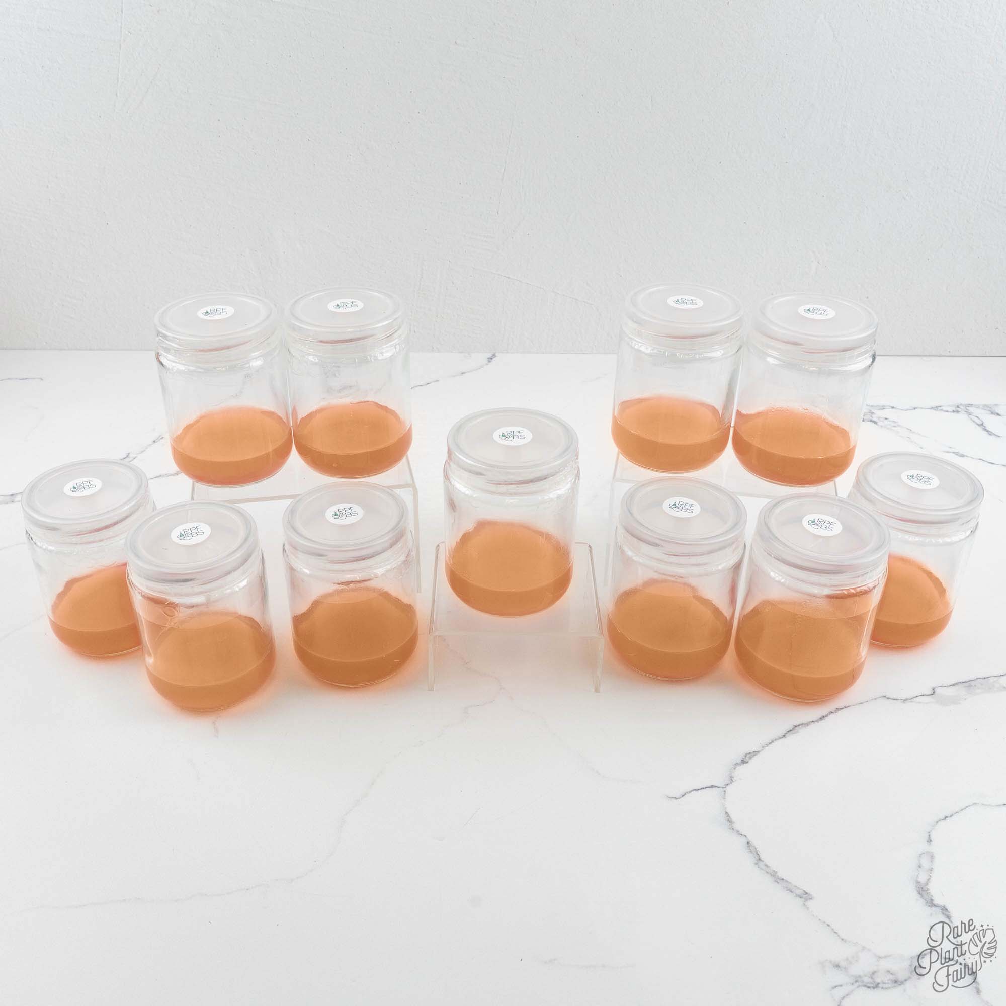 Tissue culture beginners guide: rooting media jars used before acclimatization