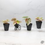 Begonia 'Snow Capped' Variegated *Grower's Choice* - Image 3