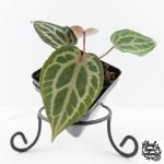 Anthurium Tortoise Shell Grey '36' x self by DocBlock® (wk28-UQ) *Maroon Veins* - Image 2