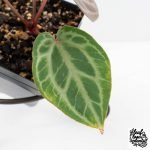Anthurium Tortoise Shell Grey '36' x self by DocBlock® (wk28-UQ) *Maroon Veins* - Image 4